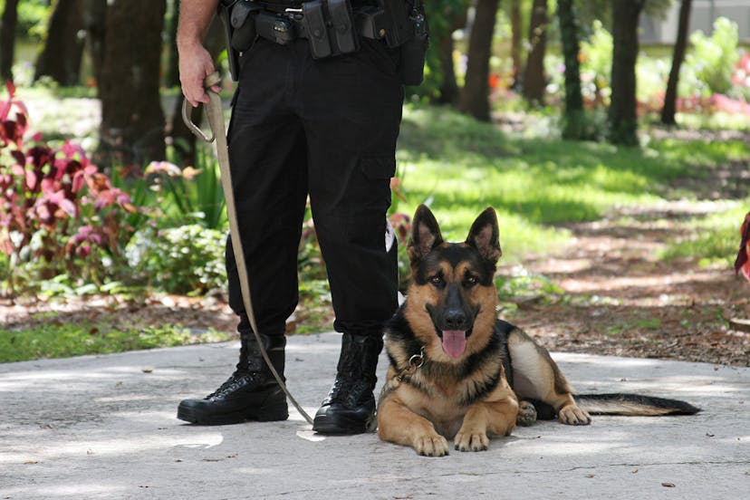 Can Drug Dogs Smell Carts? A Comprehensive Look