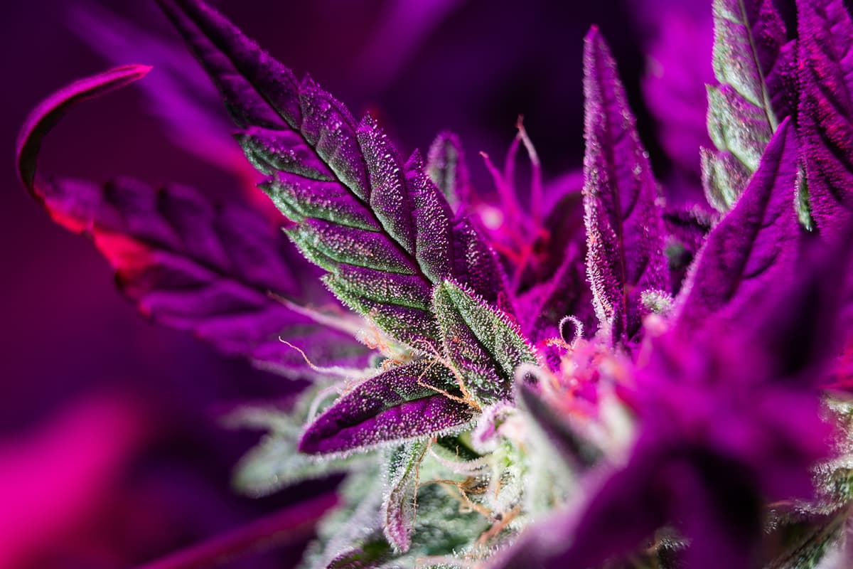 Purple Sunset Strain Guide Genetics Effects and More Delta North